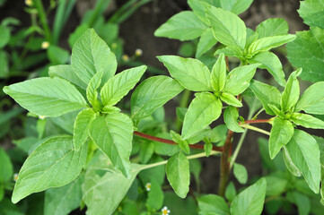 In nature, as a weed grows common amaranthus