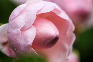 pink rose flower close up (David Austin)