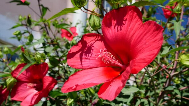 Close Up Of A Chinese Hibiscus Flower Blooming In Sunny Summer Day. Red Hibiscus Flowers Swinging In The Wind.