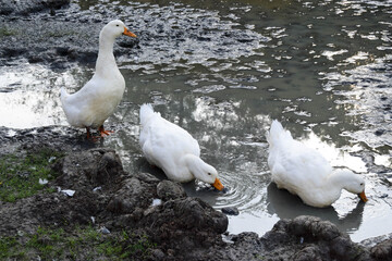 Obraz premium Three dirty white ducks with orange beaks and paws in an artificial pond with muddy water on a summer day at a farm yard. agriculture and animal farm concept.