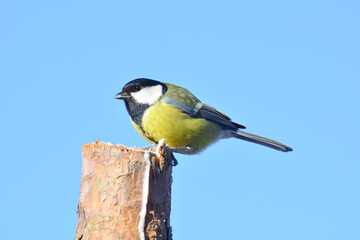 Fototapeta premium Kohlmeise 2