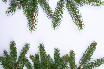 Fir tree branches on white solid background, isolated.