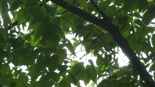 Nature sound of rain with bird sing green tree