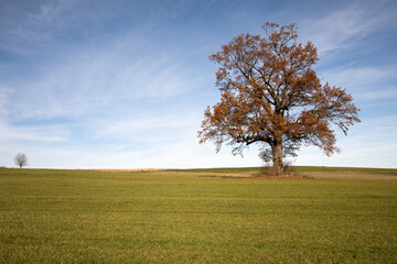 Baum auf einem Acker im Herbst