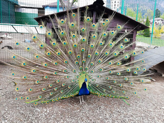 Close up of peacock showing its beautiful feathers. Beautiful peacock. male peacock displaying his...