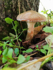 Little white mushroom in the beginning of autumn. Edible mushroom among the grass and brown leaves. Healthy and delicates food. Concept: season picking mushroom