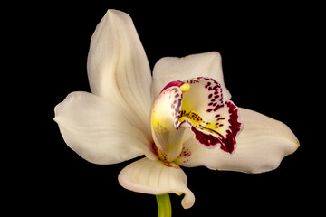 Portrait of white cymbidium boat orchid flower on the black background