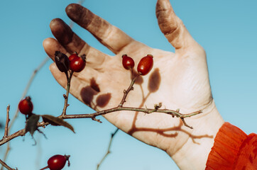 Reflection of ripe rose hip on human working hand fingers covered in dirt