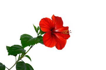 hibiscus, bright red flower on white background © Alla 