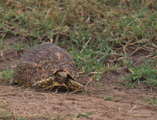 cute leopard tortoise peeking out of shell in masai mara, kenya