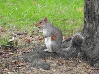 The squirrel is standing by the tree