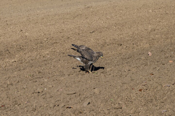Mäusebussard