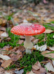 mushroom is not edible, mushroom with a red cap grows in the forest