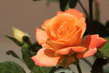 orange rose in the garden