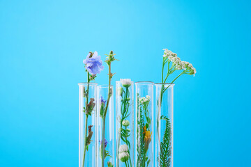Scientific Experiment - Flowers in test tubes. Green fresh plant in laboratory on a blue background. The concept of biological research.