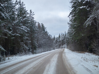 snowy road surrounded by pine trees