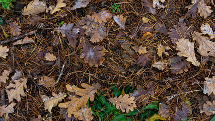 pine leaves in the autumn forest