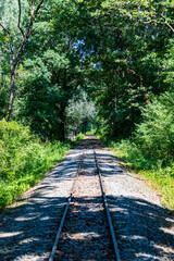 Obraz premium Long strait railroad tracks heading out in the forest.