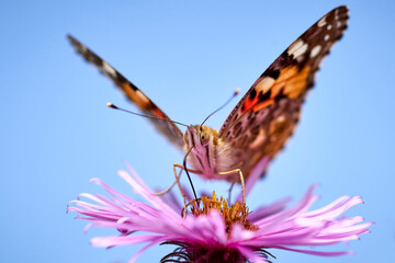 butterfly on a flower against the blue sky. butterfly, insect, flower, nature, green, wings, macro,...