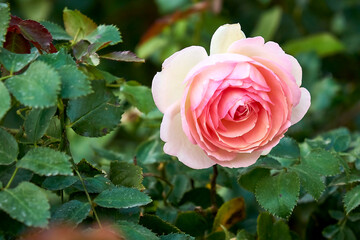 leaf, roses, romance, yellow, close-up, rose, garden, botanical, blooming, decoration, sunflower, yellow sunflower, sunflower seeds, seeds, yellow, chrysontema, flower, red, garden, nature, pink, plan