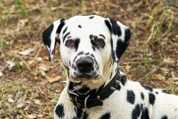 Auto Quality Check

This image may have too much compression or noise to be accepted in the collection. Are you certain you want to invest time tagging it?

Delete imageProceed anyway