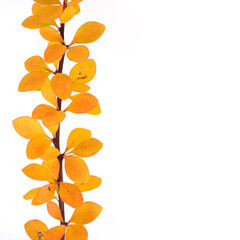 Plant branch with yellow leaves isolated on white background