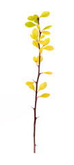 Plant branch with yellow leaves isolated on white background