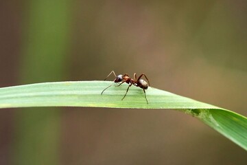 insect, fly, bee, macro, isolated, wasp, animal, white, nature, beetle, close-up, yellow, sting, wing, close-up, black, hornet, pest, striped, honey, bumblebee, wings, hairy, wildlife , ant, fly, leaf