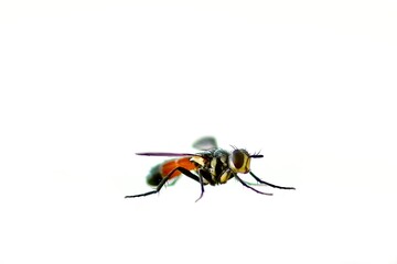 insect, fly, bee, macro, isolated, wasp, animal, white, nature, beetle, close-up, yellow, sting, wing, close-up, black, hornet, pest, striped, honey, bumblebee, wings, hairy, wildlife ,