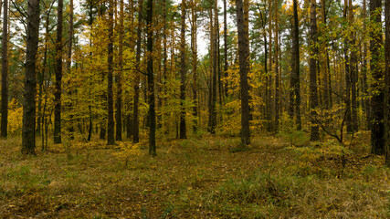 Fototapeta na wymiar autumn in the pine forest