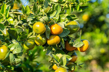 Mandarina