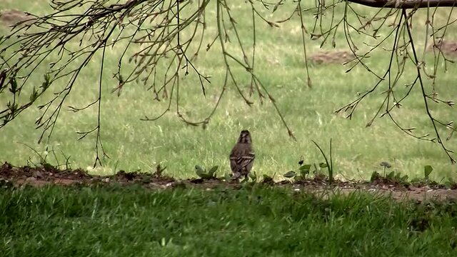 Ein Bergfink bei der Futtersuche