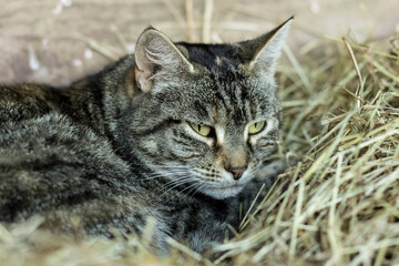 Naklejka premium cat sleeping in a hay