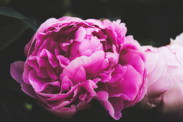 macro photography of peony, beautiful peony, pink peony