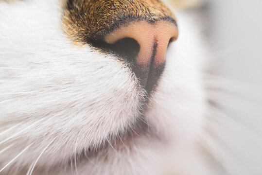 Close up cat's nose of three colred kitten.