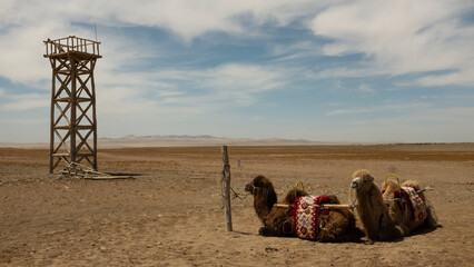 camels in the desert