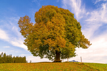 Fototapeta premium Allgäu - Ofterschwang - Baum - Herbst - Linde