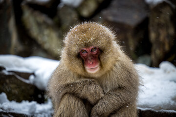 close up of a long macaque