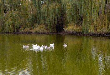 Domestic geese on the pond in search of food