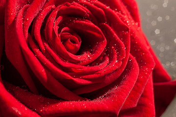 Macro close-up photo of a beautiful red rose with drops of water on petals