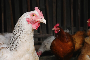 Hen in a henhouse rural farmyard