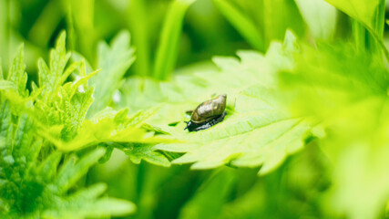 fly on leaf