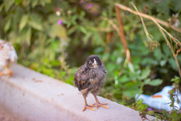 Chickens run near the stone