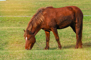 A red domestic horse grazes on a green lawn with green grass on a Sunny day.