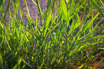 Obraz premium The sun's rays break through the green grass