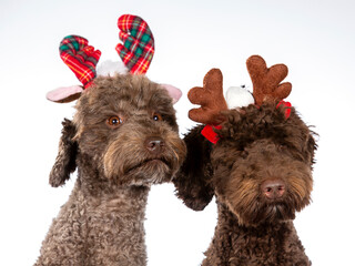Australian labradoodle portrait, image taken in a studio. The dogs are wearing Christmas outfits. Funny dog picture. Xmas theme dog picture, copy space.