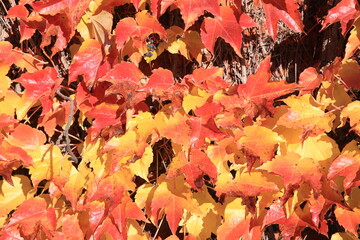 Grape ivy in sunny November