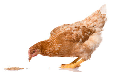 one brown chicken pecking grains, isolated on white background, studio shoot