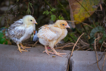 Chickens run near the stone