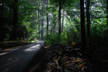 Obraz premium Light shining through the foliage of a forest in the morning with a path leading through the woods, symbolizing hope and a new beginning